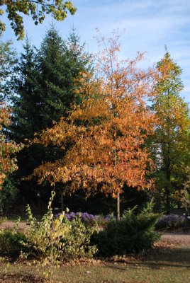 Quercus phellos - dub čárkolistý - podzimní habitus